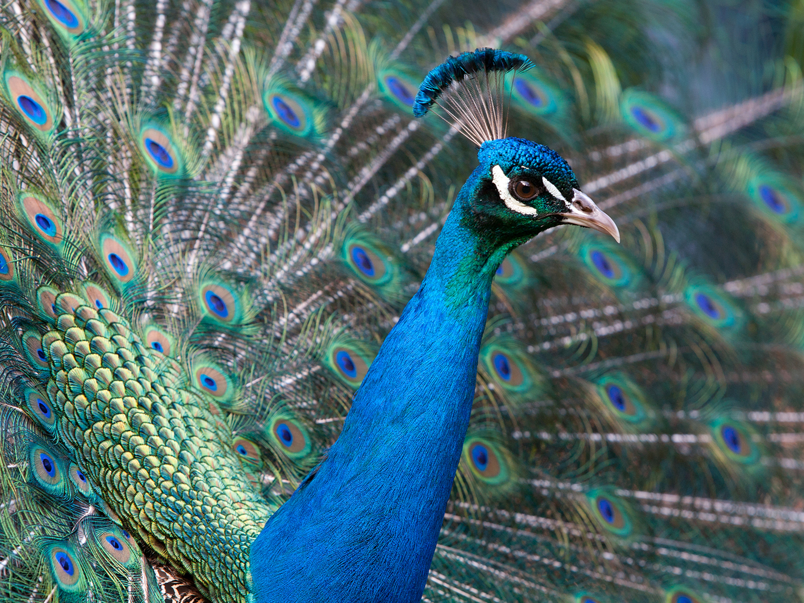 gorge-peacock.png#asset:3320